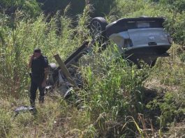 Motorista capota veículo e sofre mais de 50 ferroadas de abelhas na PR-170