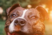 Jandaia do Sul: Mulher tenta separar briga de cachorros e acaba atacada por pitbull